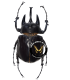 DYNASTES