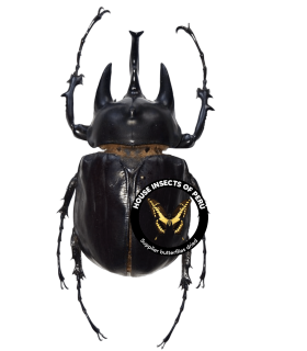 DYNASTES