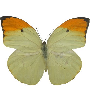 Pieridae Anteos Menippe