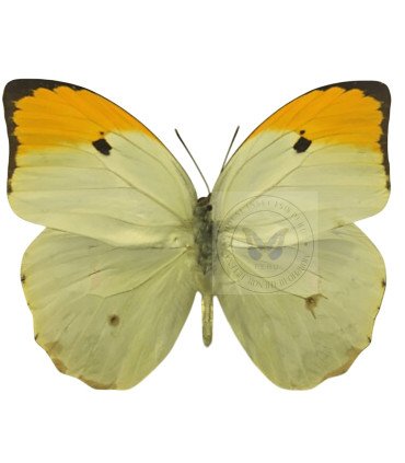 Pieridae Anteos Menippe