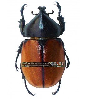 DYNASTES