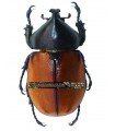 Mitracephala humboldti