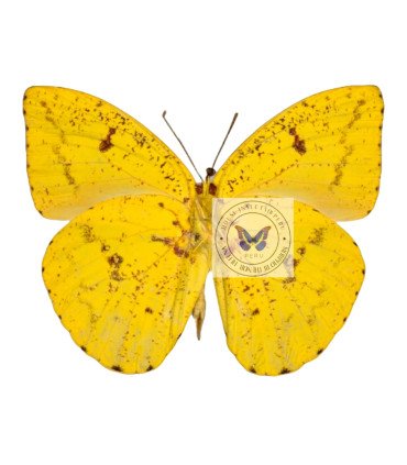 Pieridae phoebis argante