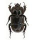 DYNASTES