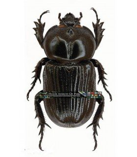 DYNASTES