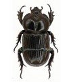 Phileurus didymus