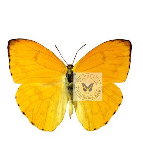 Pieridae phoebis argante