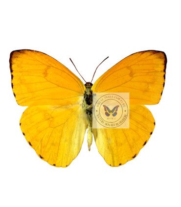 Pieridae phoebis argante