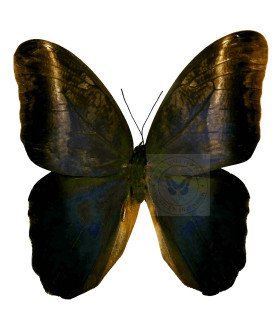 Brassolidae caligo euphorbus menoetius