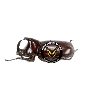 DYNASTES