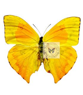 Pieridae Phoebis neocypris rurina