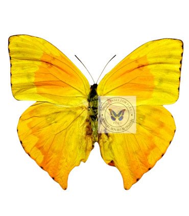 Pieridae Phoebis neocypris rurina