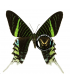 Uranidae