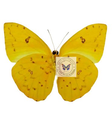 Pieridae Phoebis philea philea