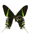 Urania leilus