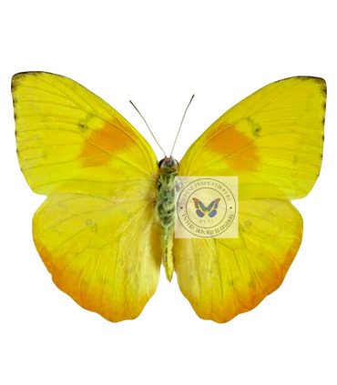 Pieridae Phoebis philea philea