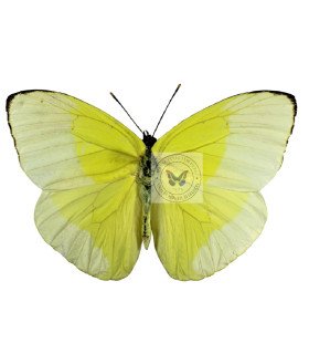 Pieridae Phoebis(Aphrissa) statira