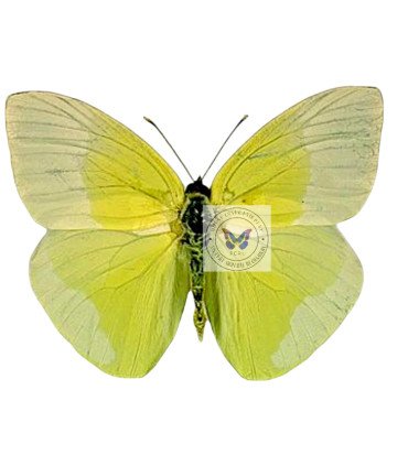 Pieridae Phoebis(Aphrissa) statira