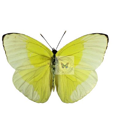 Pieridae Phoebis(Aphrissa) statira