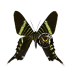 NYMPHALIDAE3