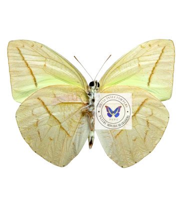 Pieridae Phoebis(Rhabdodryas) trite