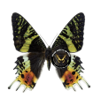 Urania ripheus