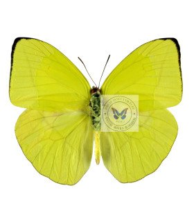 Pieridae Phoebis(Rhabdodryas) trite