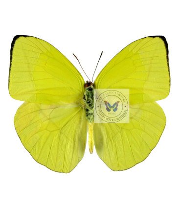 Pieridae Phoebis(Rhabdodryas) trite