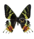 Uranidae