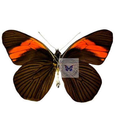 Pierdae Pereute callinira