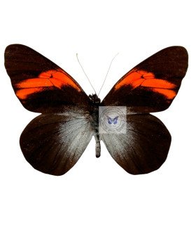 Pierdae Pereute callinira