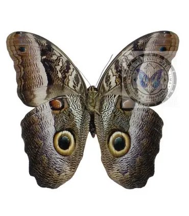 Brassolidae caligo euphorbus menoetius