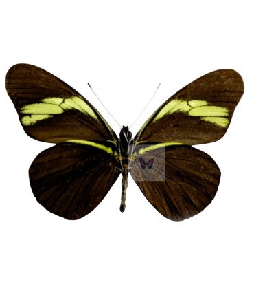 Pierdae Pereute charops peruviana