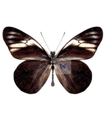 Pierdae Pereute charops peruviana