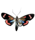 ARCTII001
