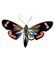 belenmnia splendens