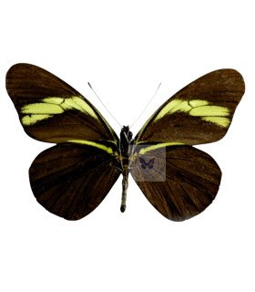 Pierdae Pereute charops peruviana