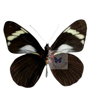 Pierdae Pereute Telthusa