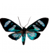 Arctiidae