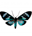 Agyrtiola niepelti