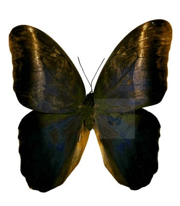 Brassolidae caligo euphorbus menoetius