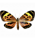 Arctiidae