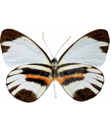 Pieridae Pyrrihybris pyrraha pamela