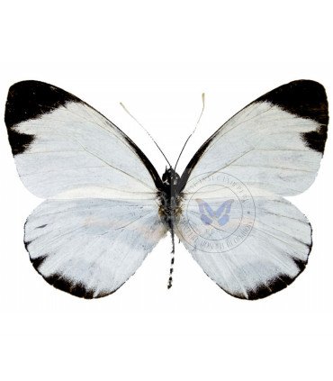 Pieridae Pyrrihybris pyrraha pamela