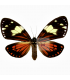 ARCTIIDAE