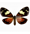 Chetone phyleis