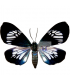 ARCTIIDAE