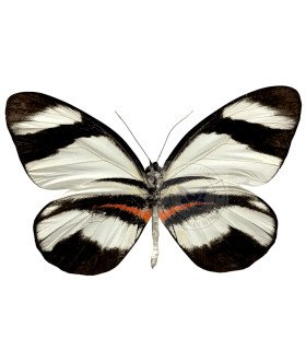 Pierdae Pyrrihybris Lorena Carmenta