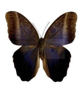 Brassolidae caligo suzanna