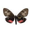 Dischema tricolor
